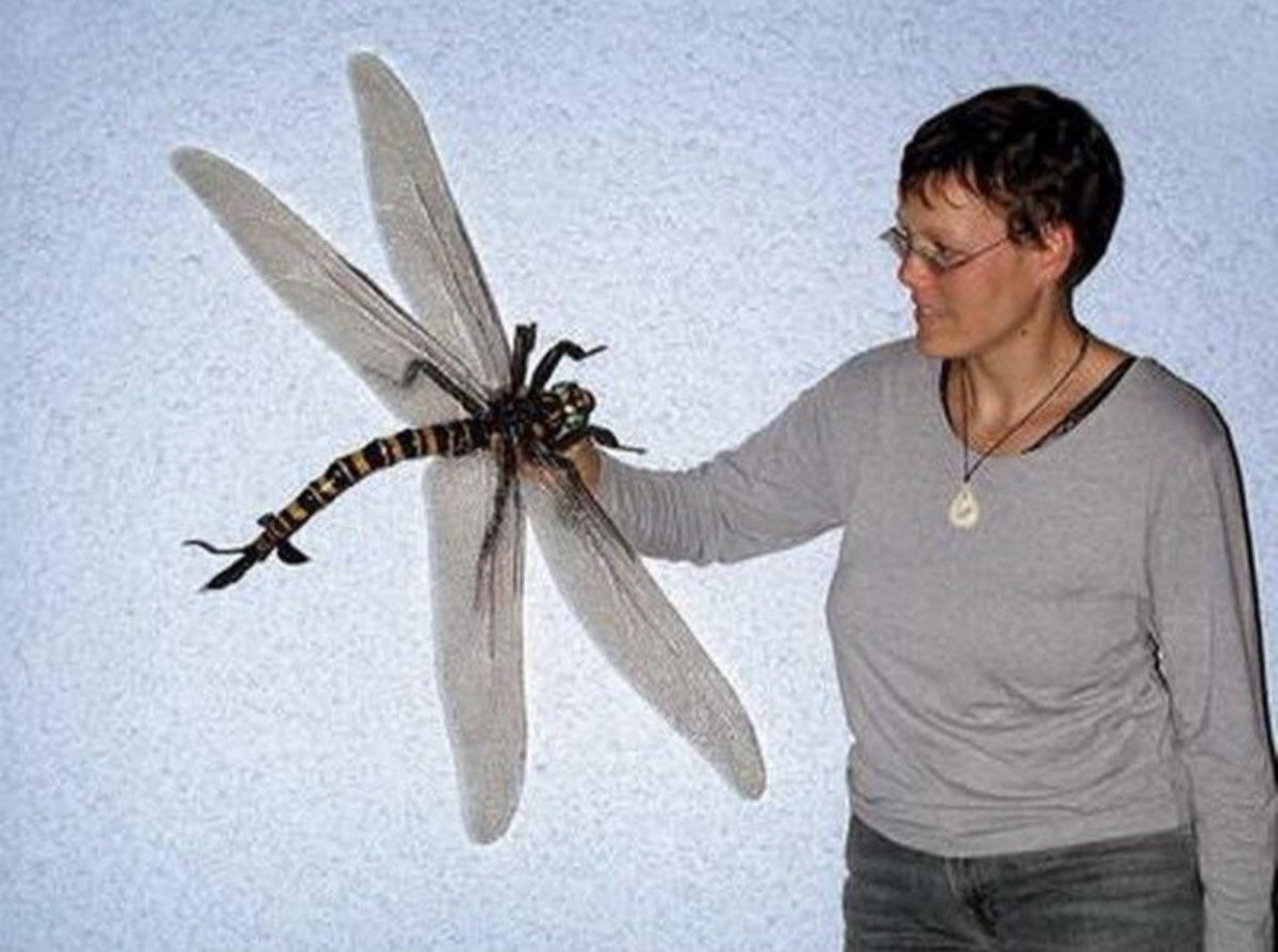 Гигантская австралийская Саранча