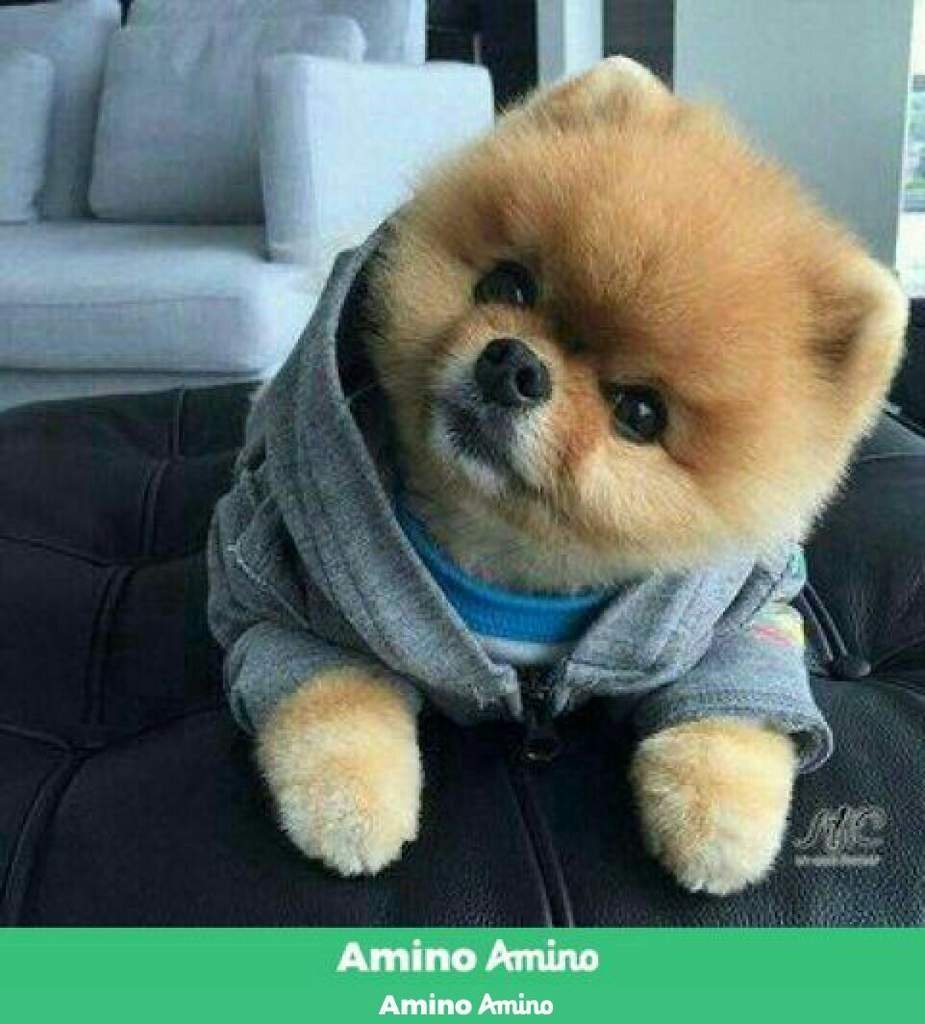 Йоркширский терьер альбинос