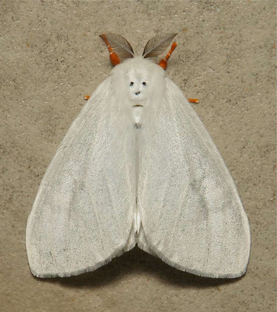 Тутовый шелкопряд Крылья