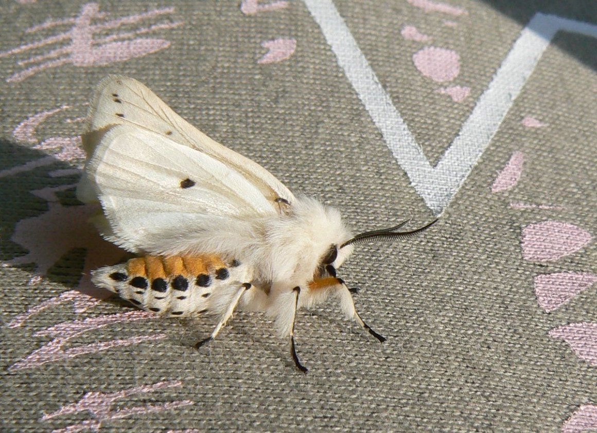 Винусуэльский пуделëвый матылëк