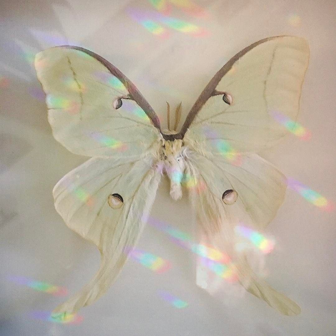 Текстильная брошь мотылек