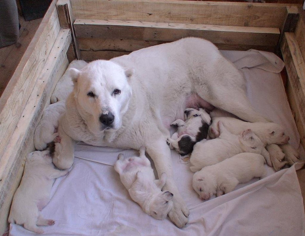 Алабай тобет