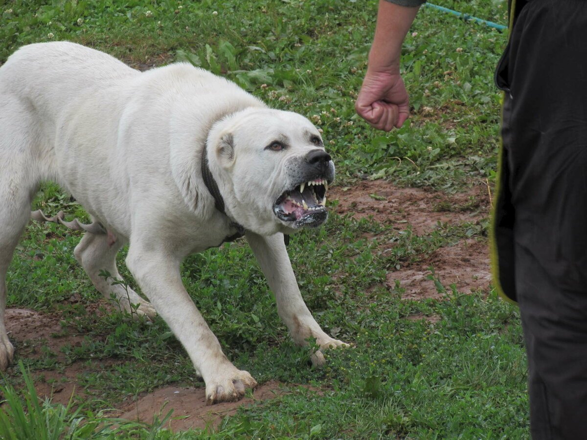 Среднеазиатская овчарка алабай злая