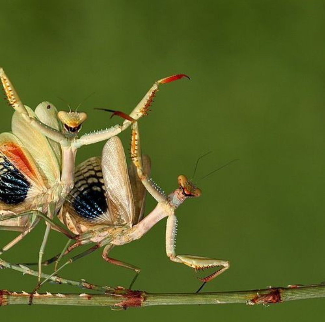 Прикольные насекомые. Глаза богомола. Смешные насекомые картинки. Жук Синекрылка.