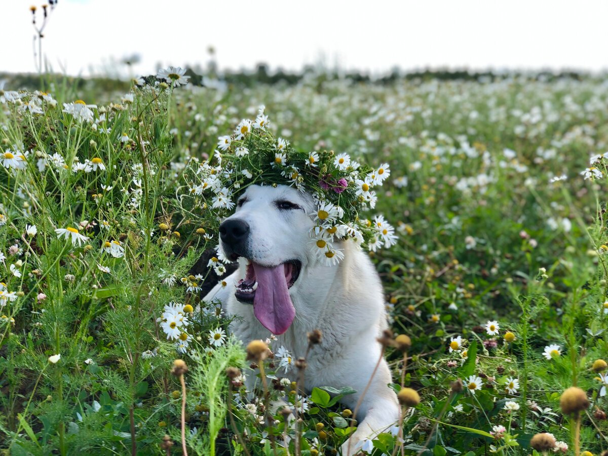 Алабай в лесу