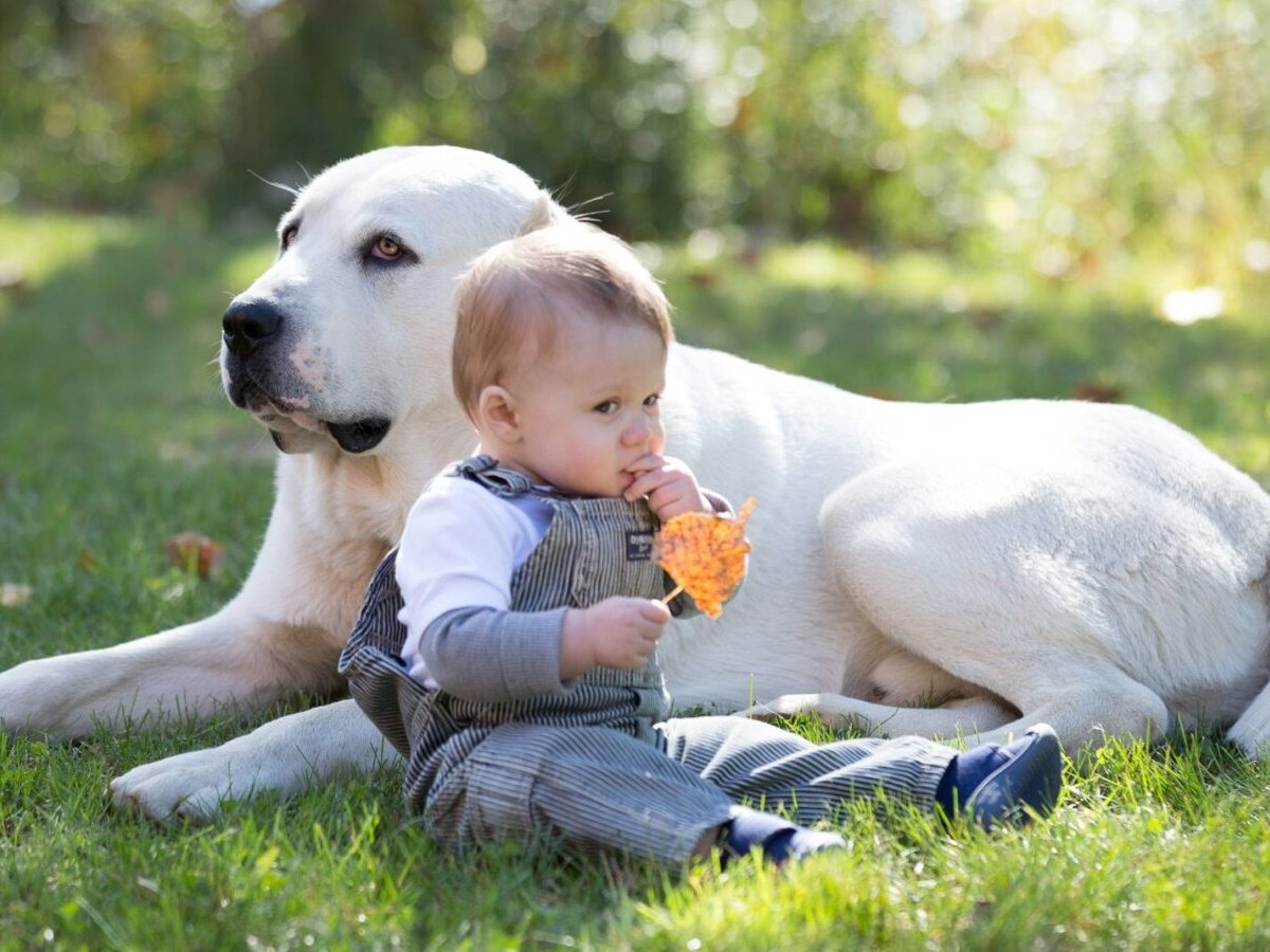 Среднеазиатская овчарка и дети