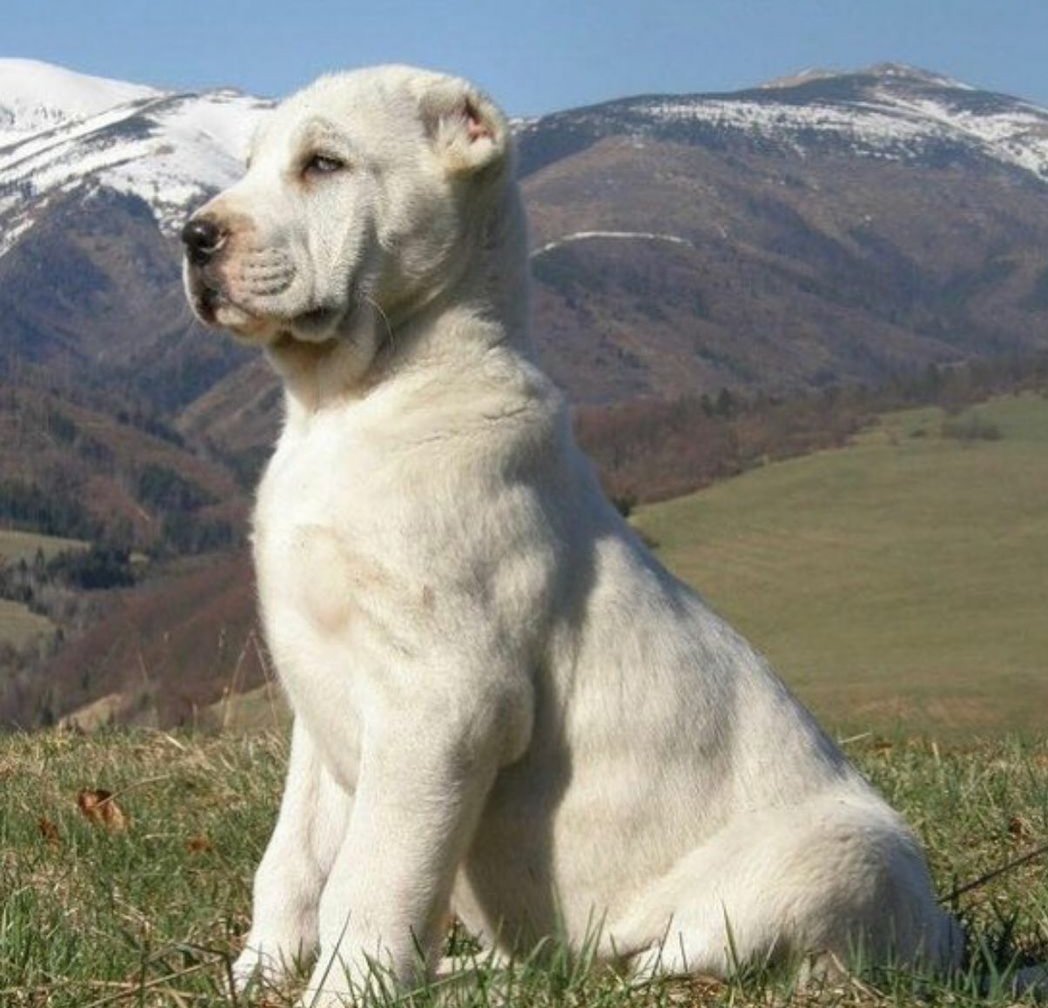 Среднеазиатская овчарка