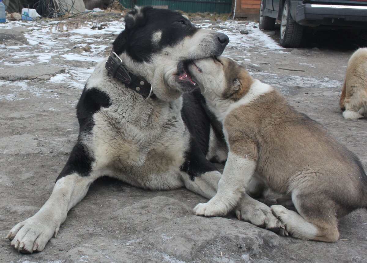 Кавказский волкодав бульдозер
