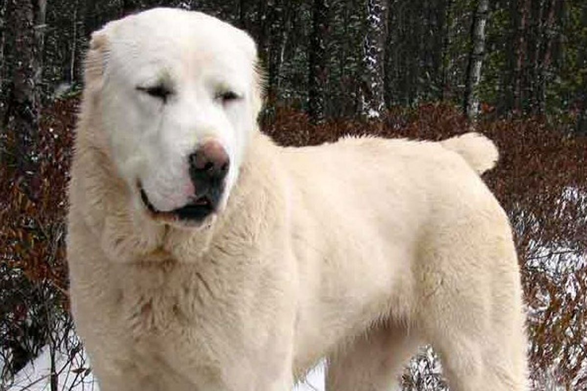 Среднеазиатский волкодав алабай