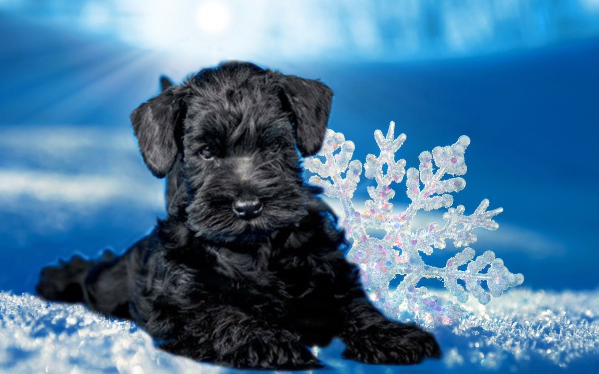 Цвергшнауцер черный щенок