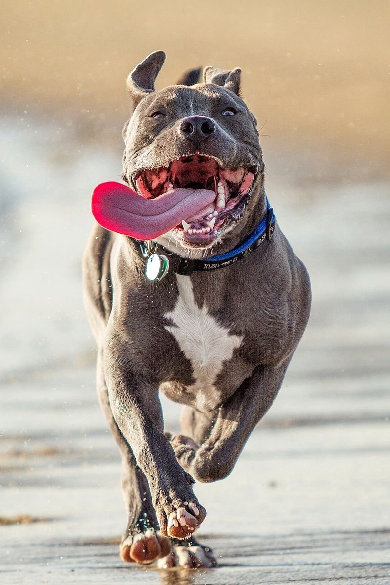 Золотистый ретривер рыжий