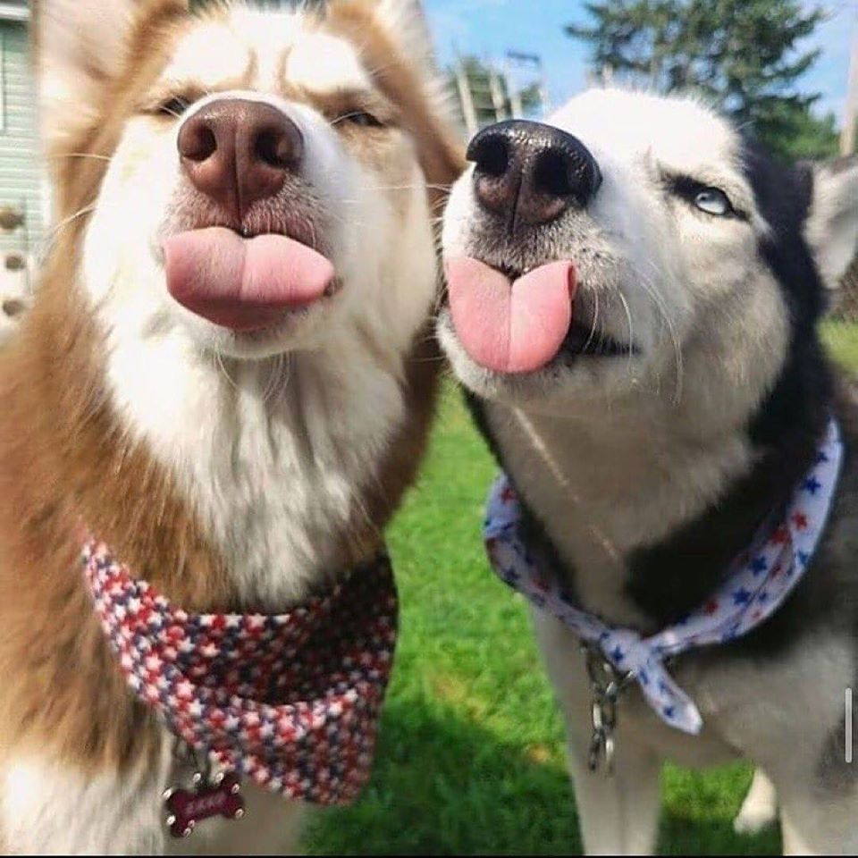 Язык тела собаки и его значение картинки