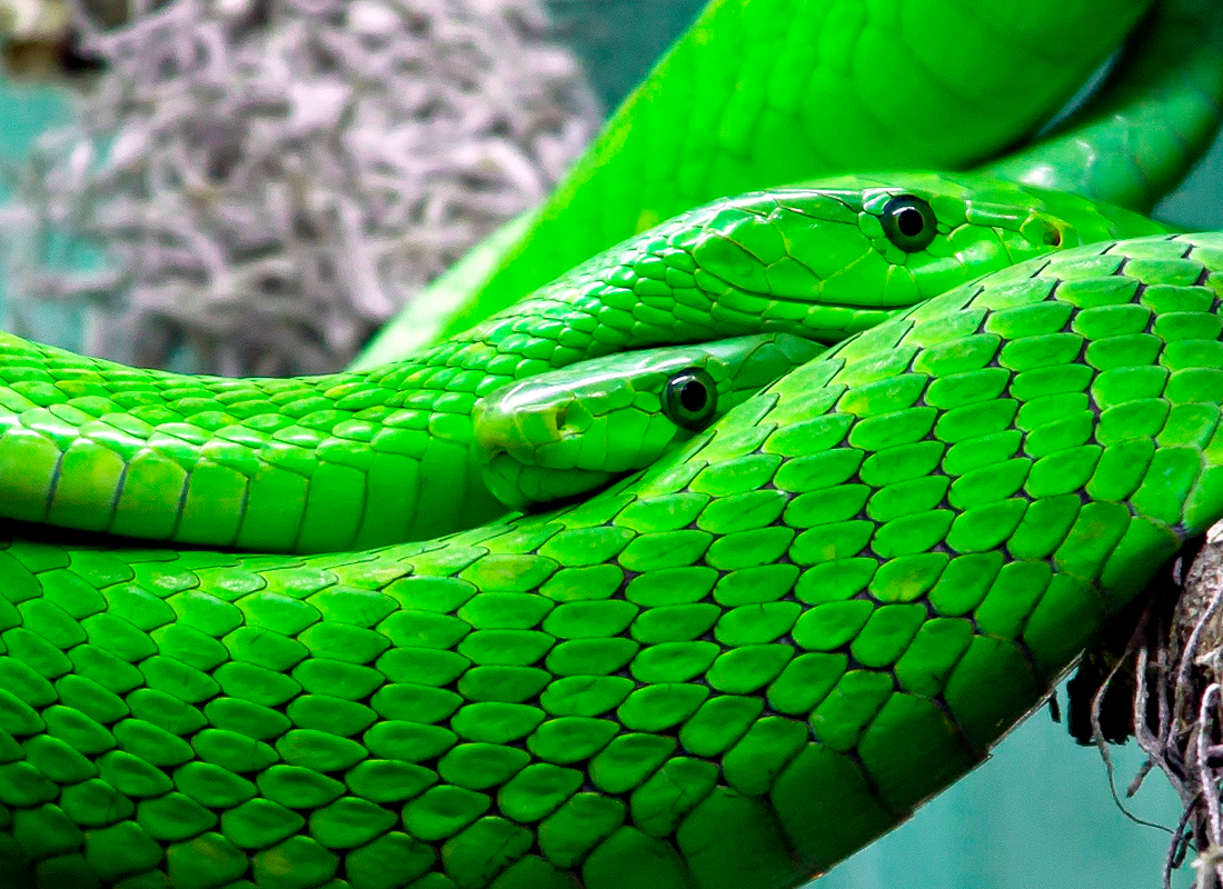 Королевская змея Горная хуачукская