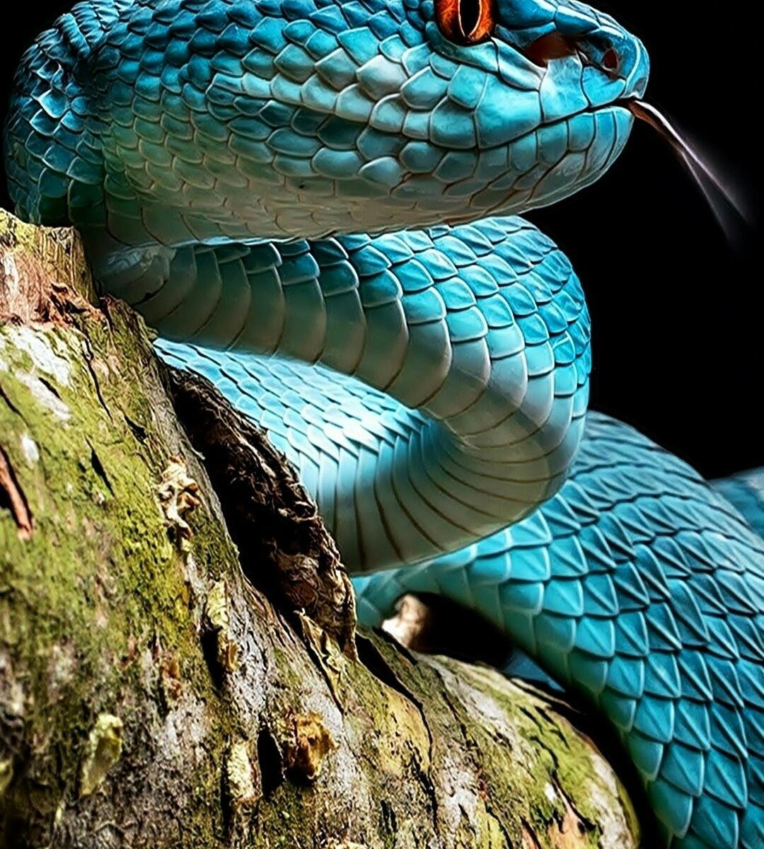 Королевская ошейниковая змея