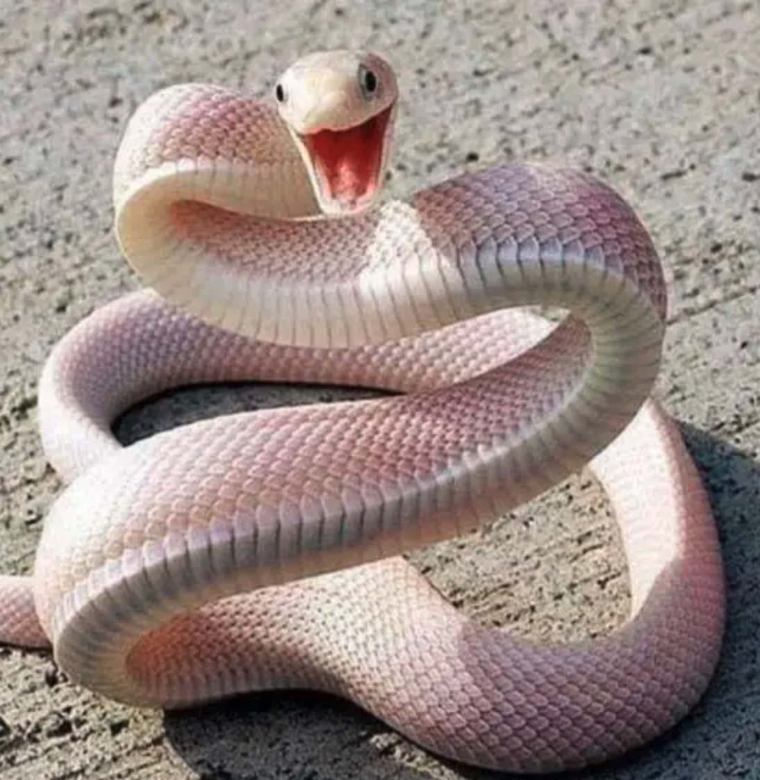 Белогубый полоз