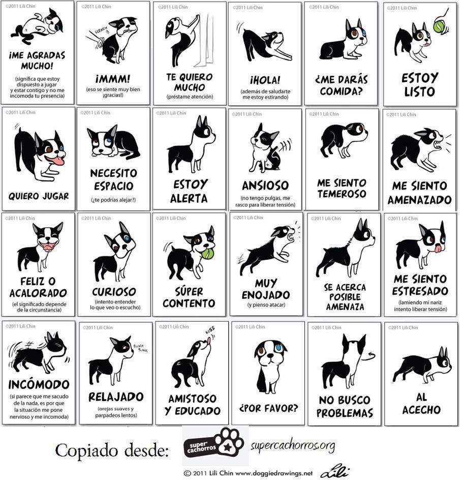 Собака стаффордширский терьер