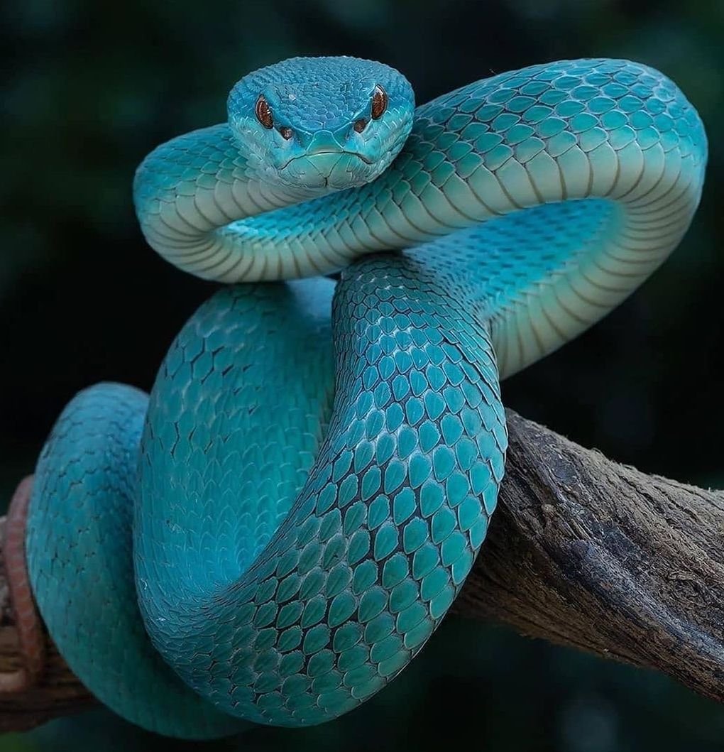 Кустарниковая гадюка (Atheris