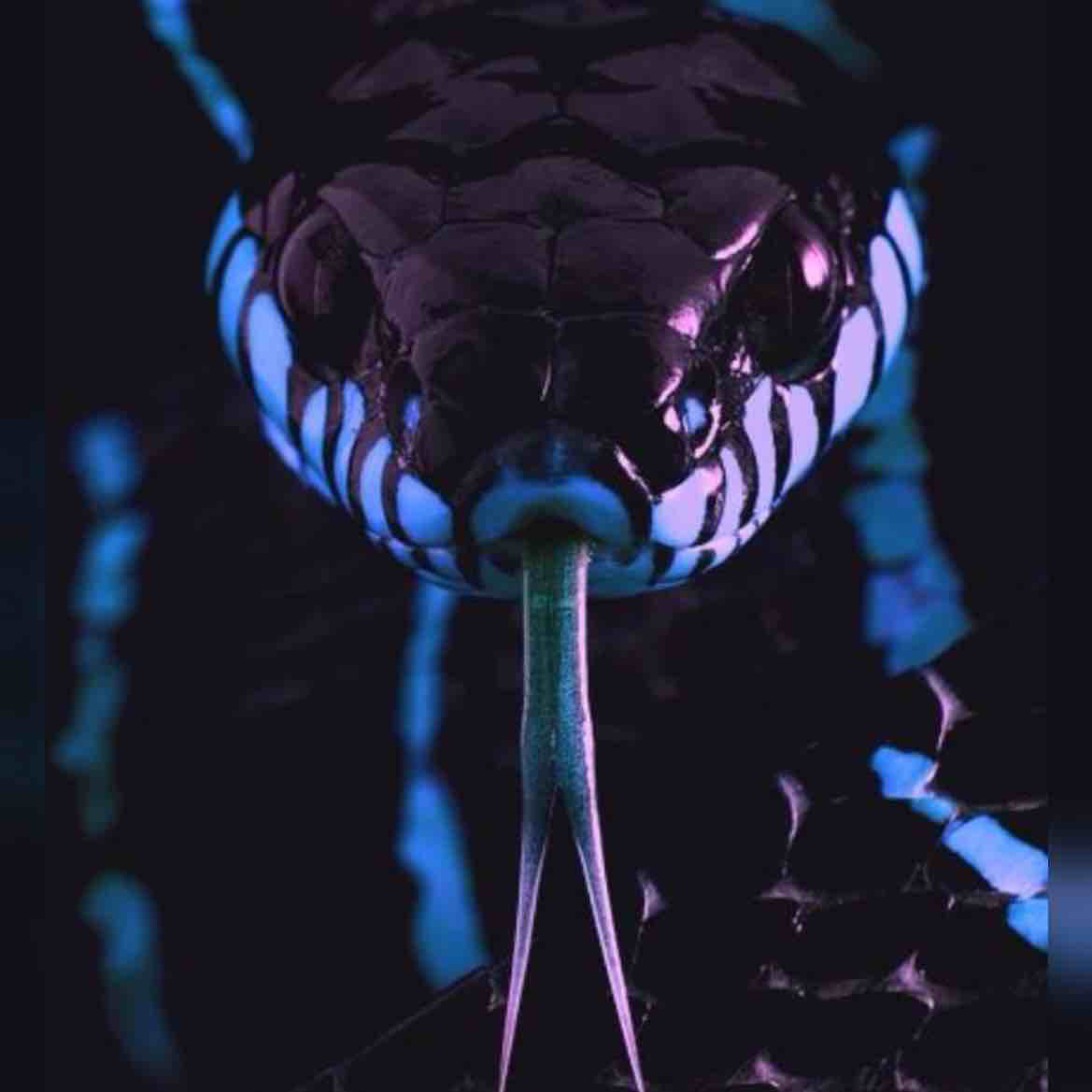 Плетевидный полоз розовый