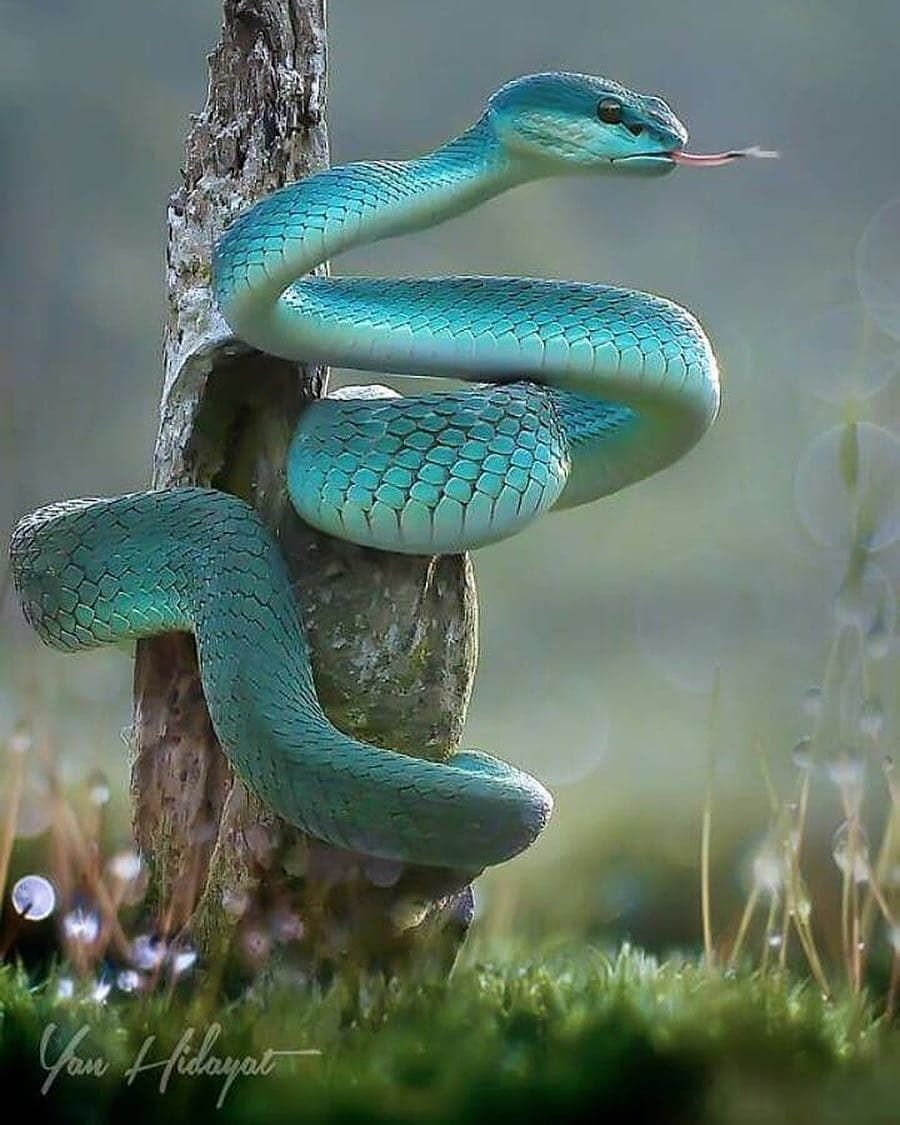 Голубая комодская куфия