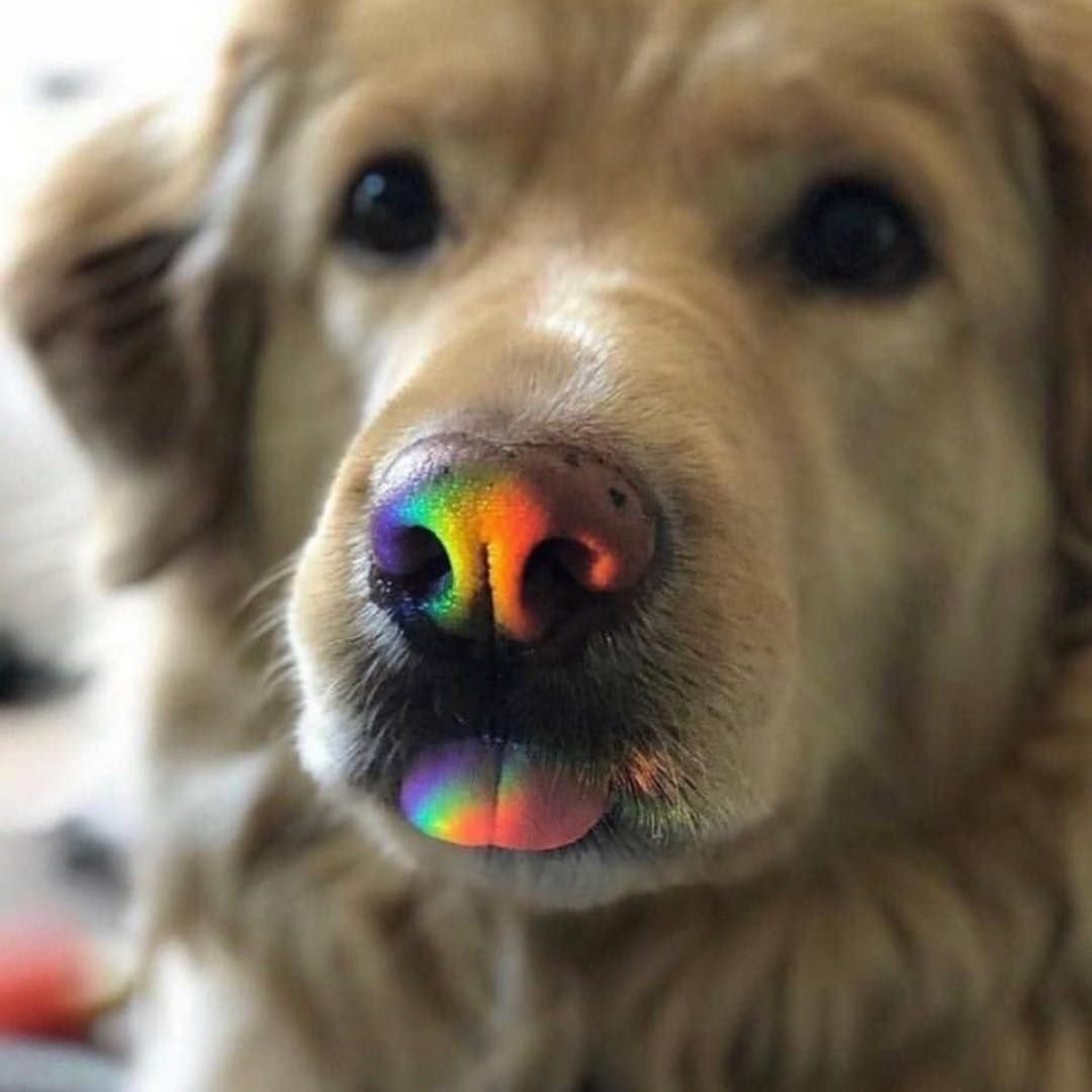 4k Сибирский хаски