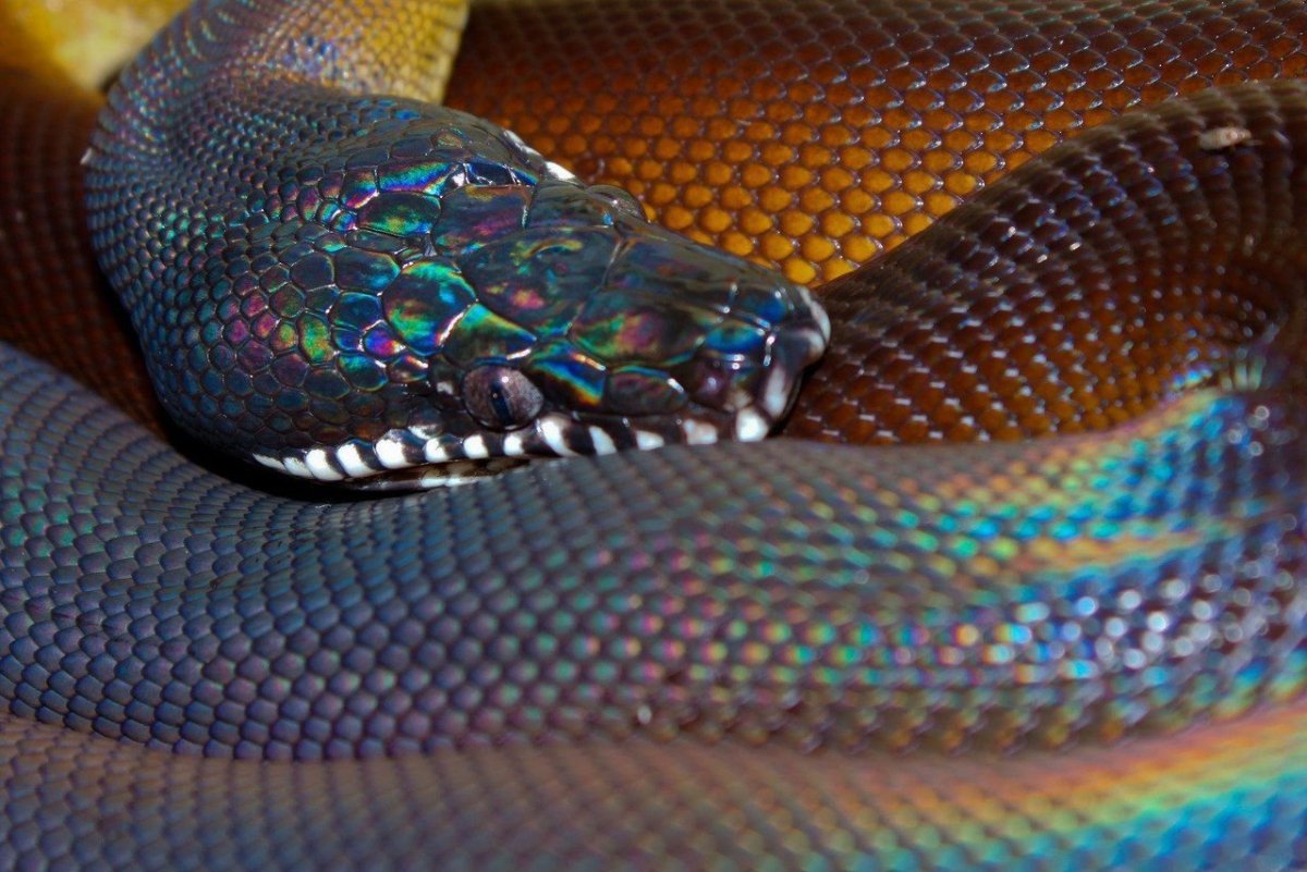 Blue Pit Viper