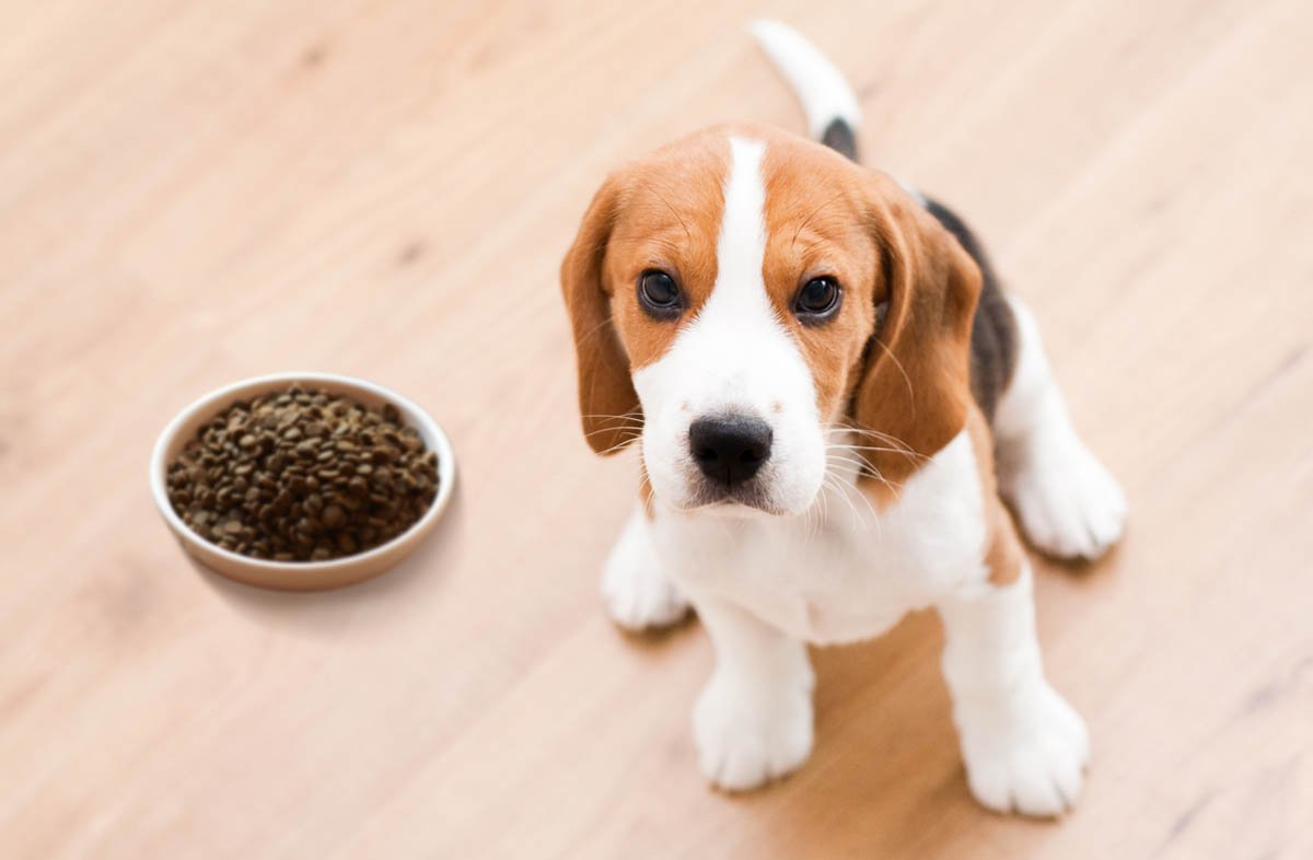 Бигль щенок