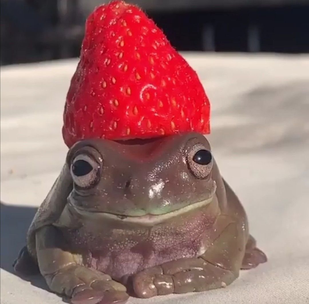 Лавандовая лягушка