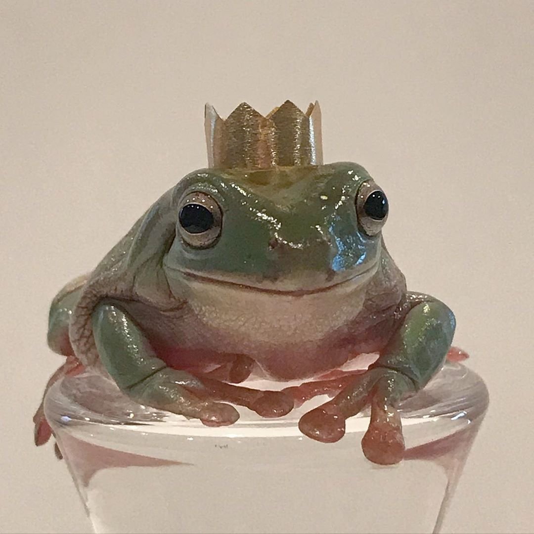 Черная дождевая лягушка breviceps fuscus