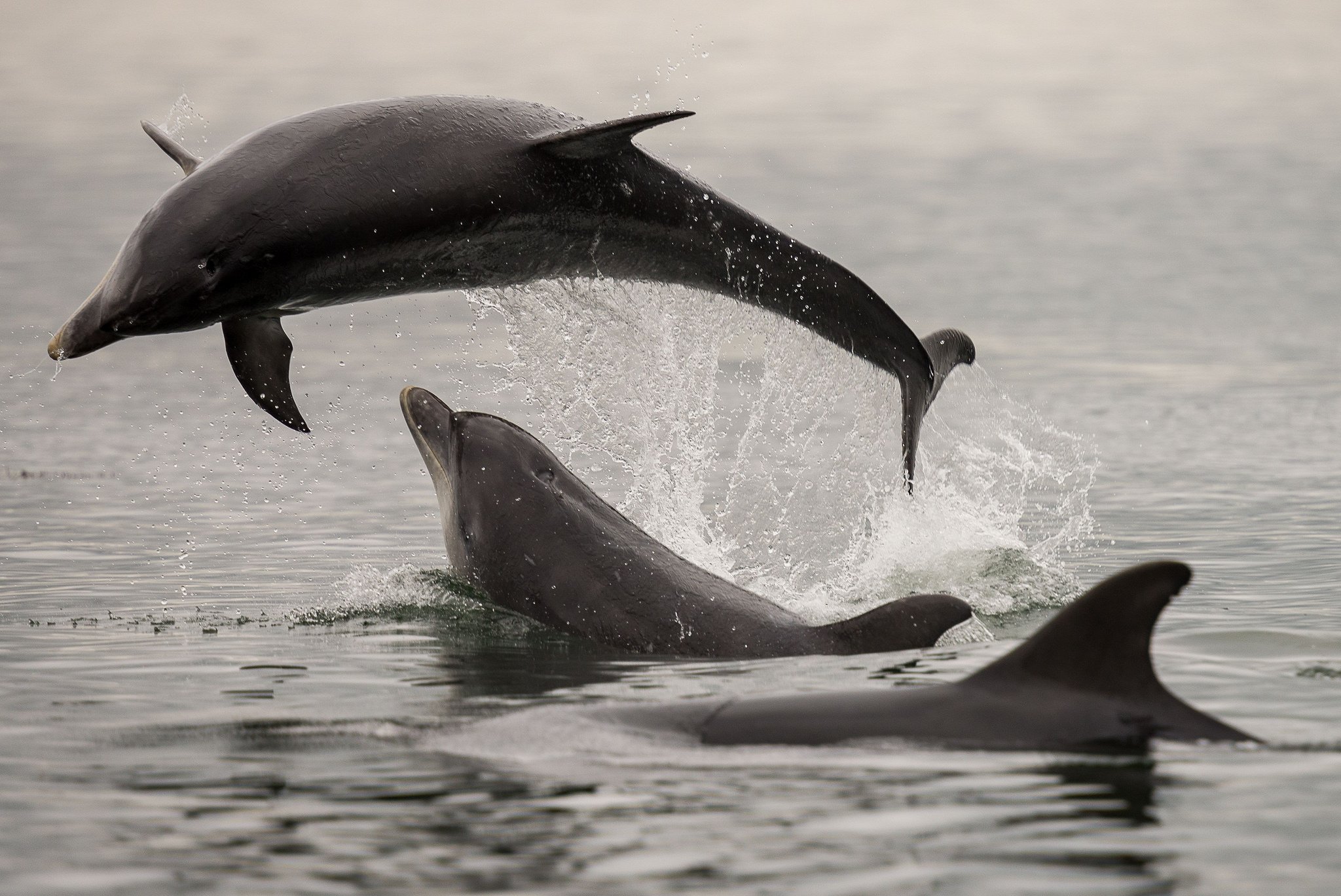 Черный дельфин животное - 72 фото