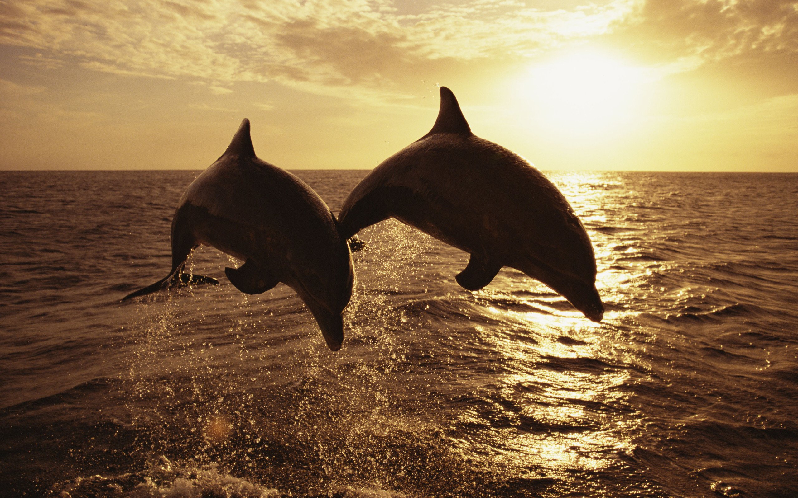 Дельфины с удовольствием разучивают