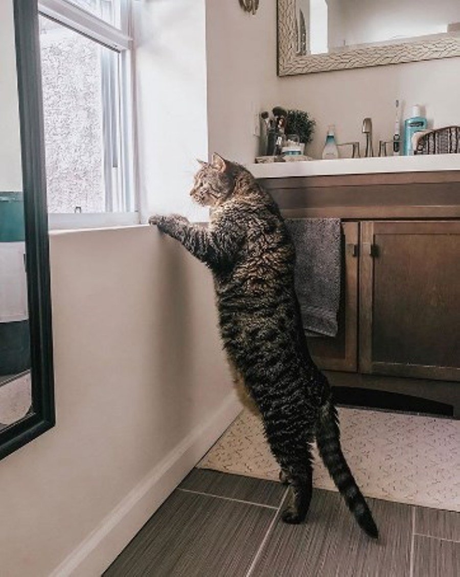 Большие кошки домашние