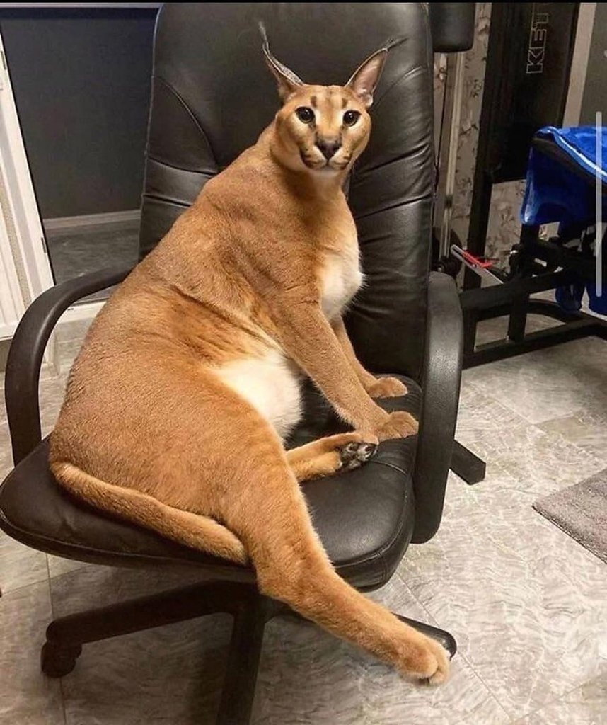 Каракал Гоша Шлеппа