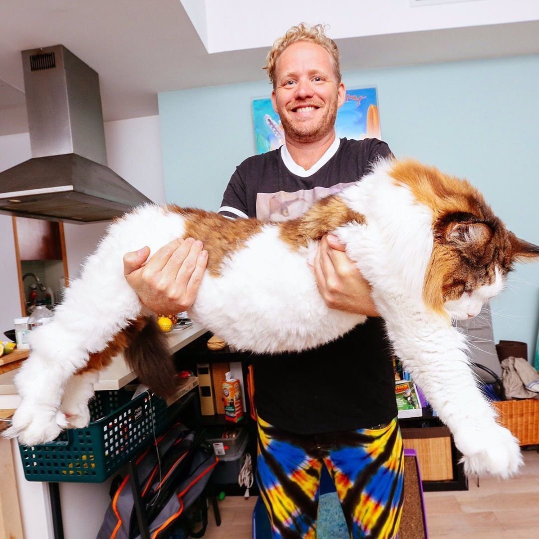 Кот Самсон Нью-Йорк