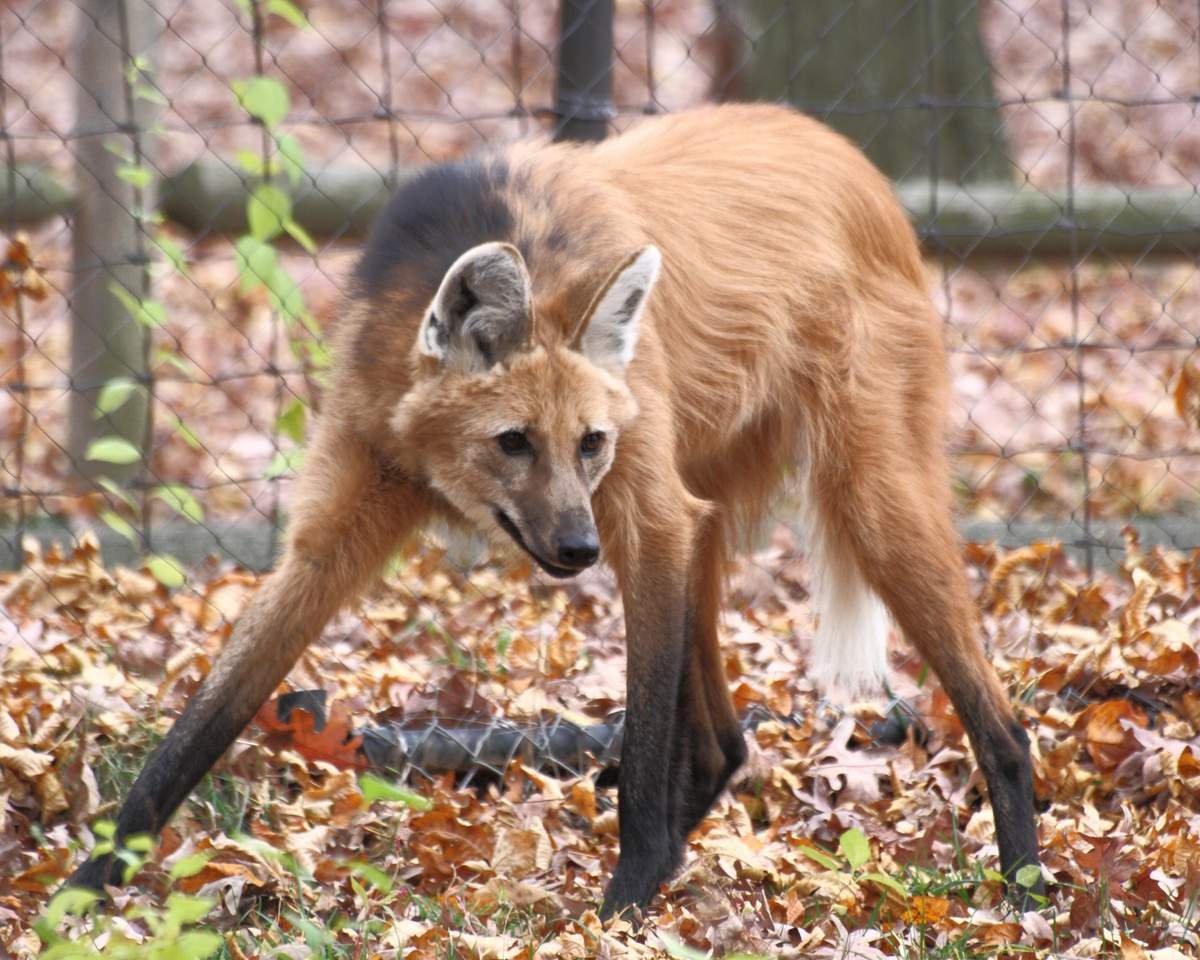 Гривистый волк Южной Америки
