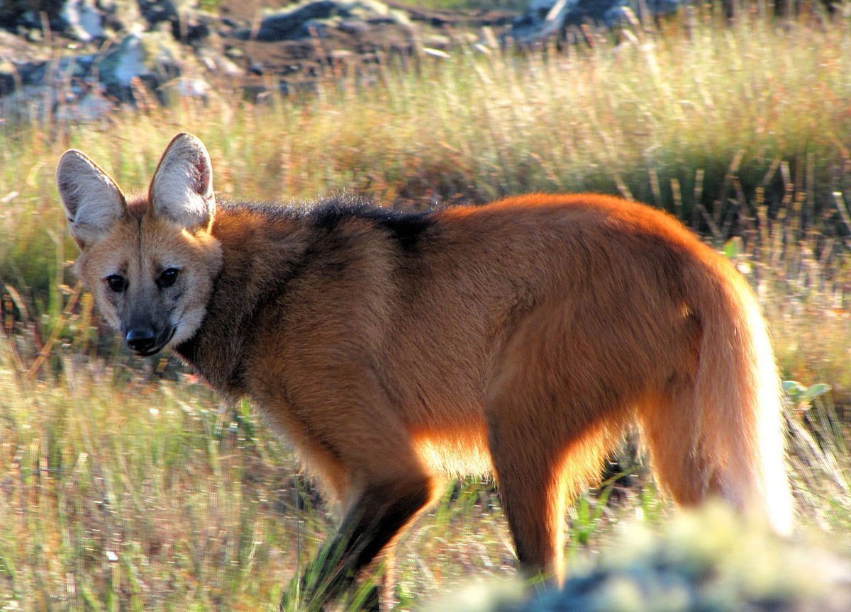 Гривистый волк Южной Америки