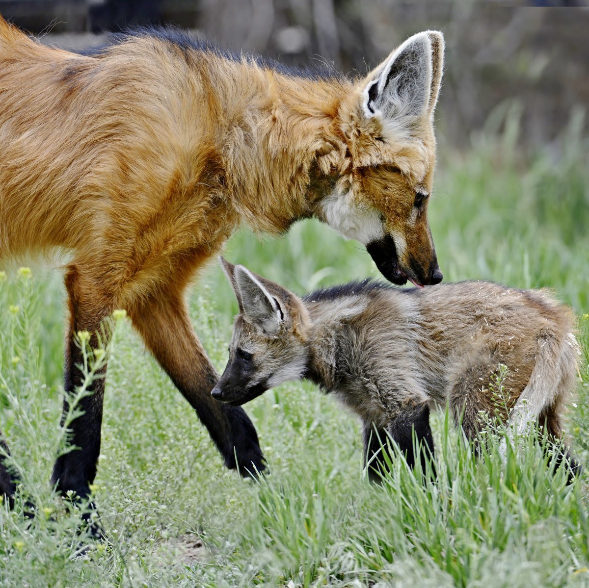 Гривистый волк