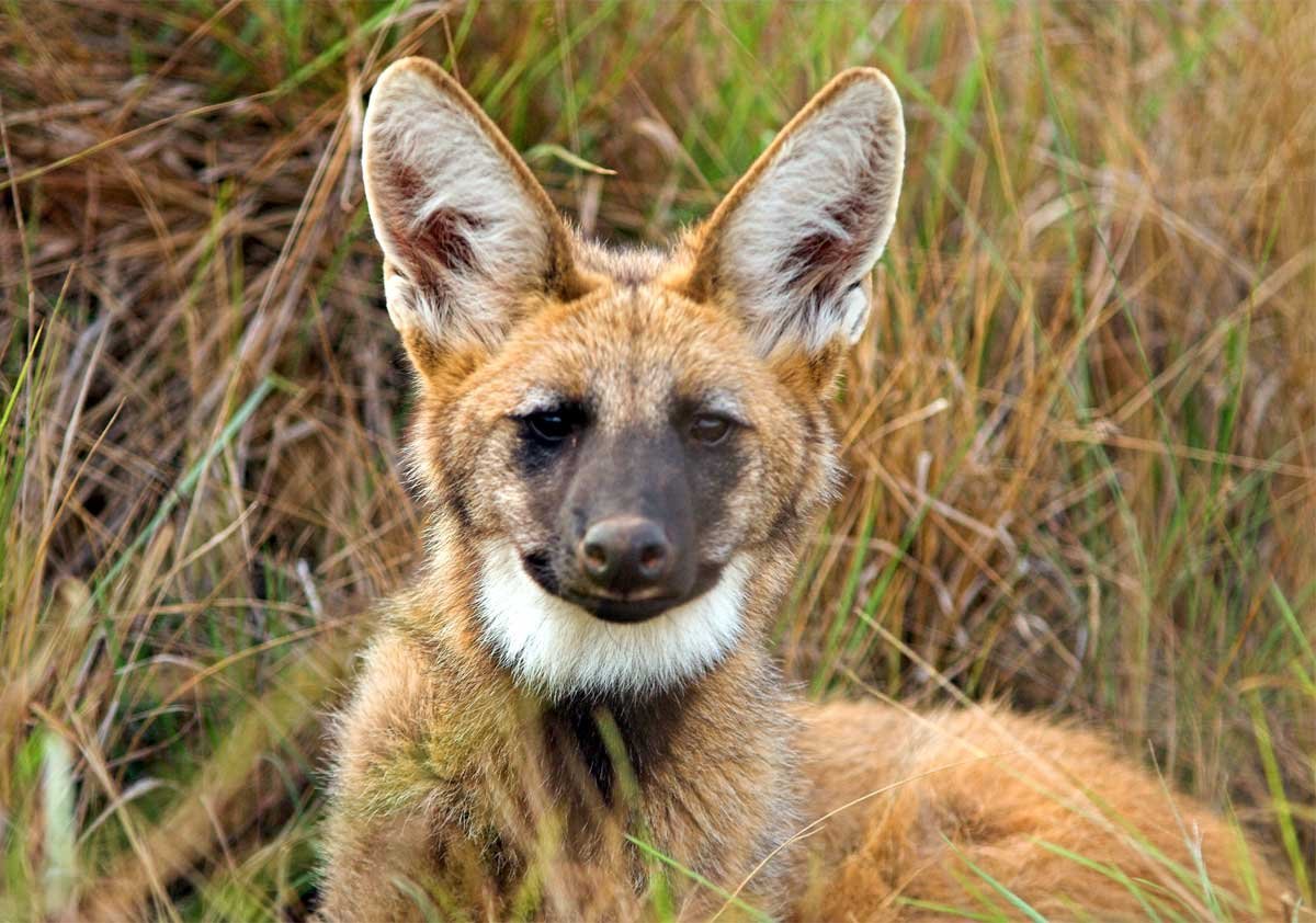 Агуарачай-Гривистый волк