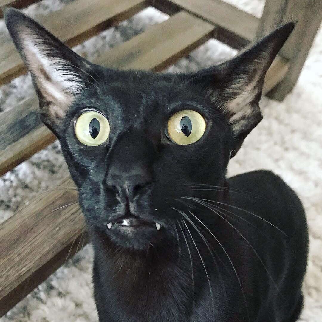 Кот Гиви Ориентал