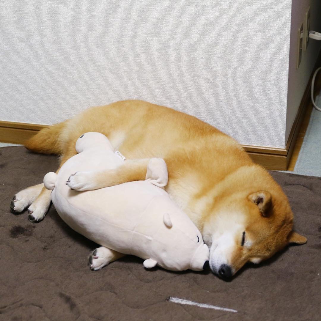 Корги гигант