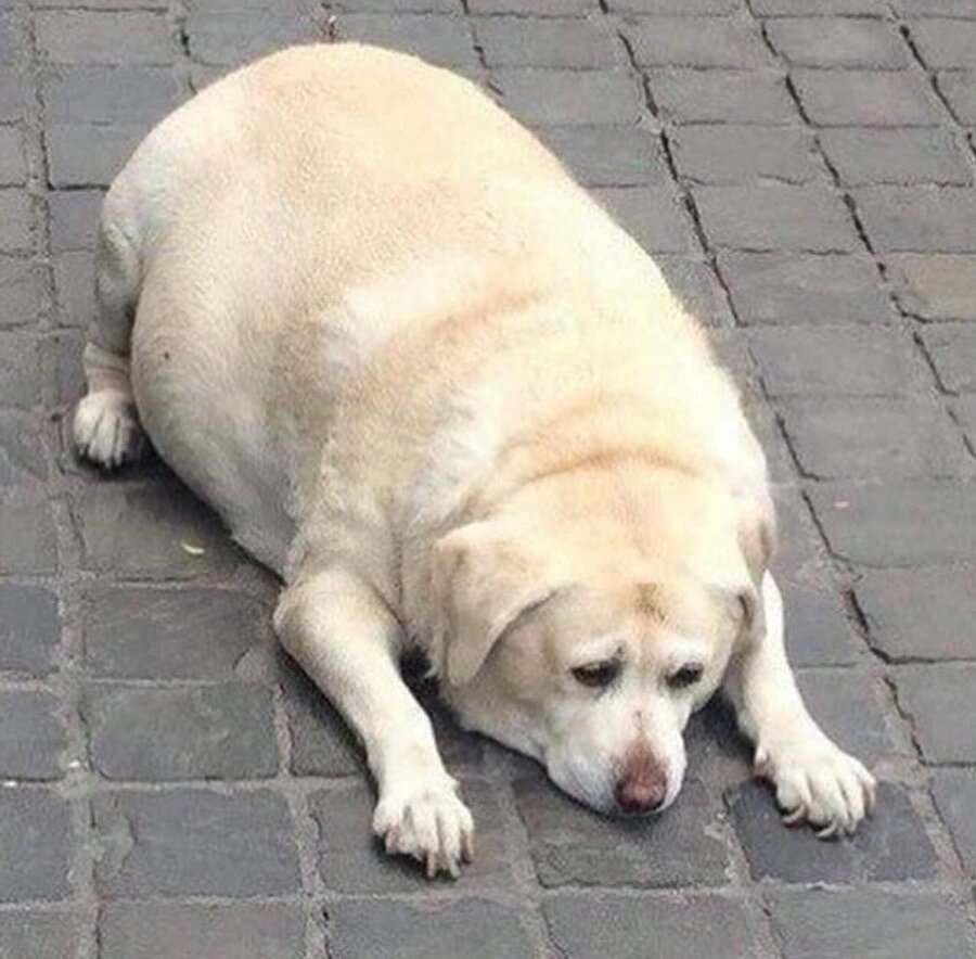 Смешные толстые собаки