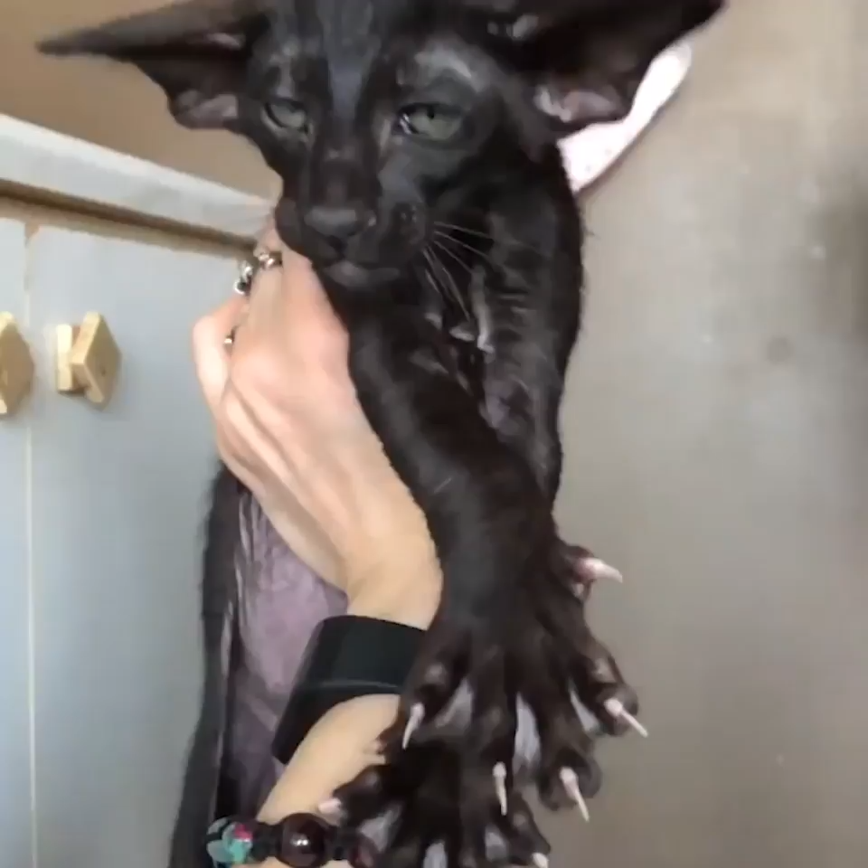 Настоящая Сиамская кошка
