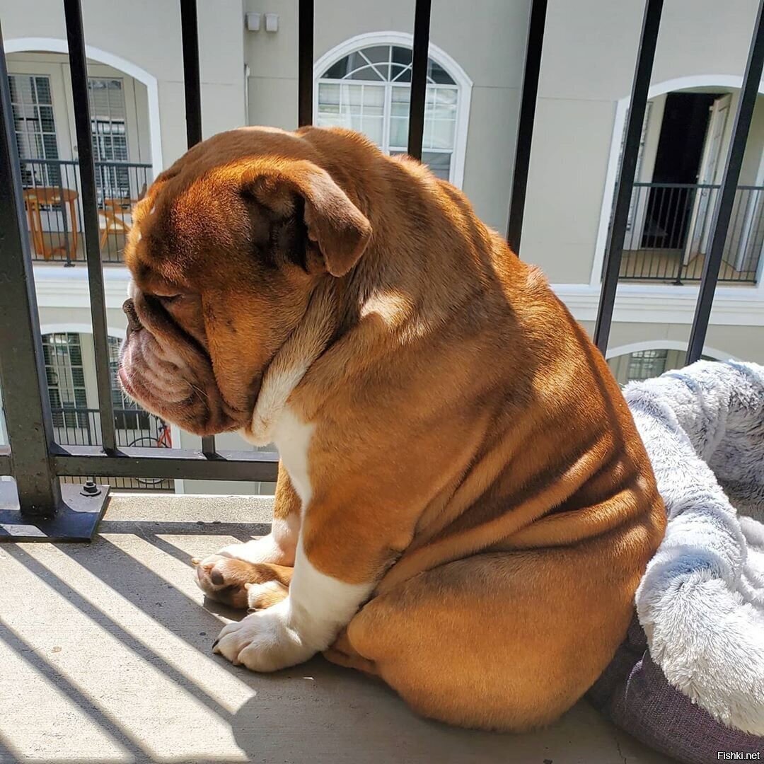 Толстая такса