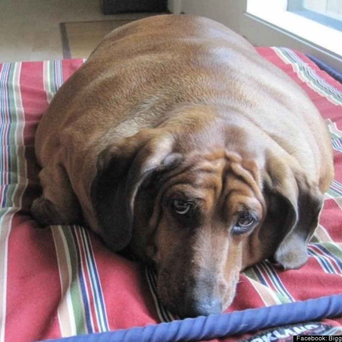 Самая толстая такса в мире