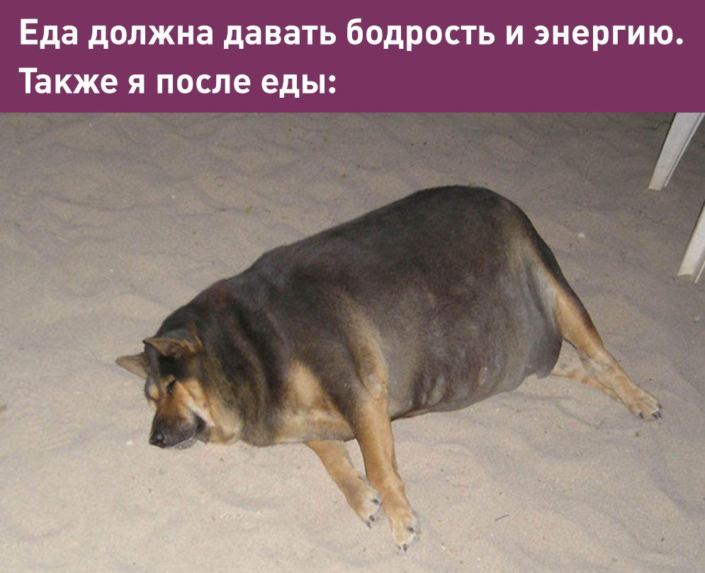 Толстая собака без особых претензий