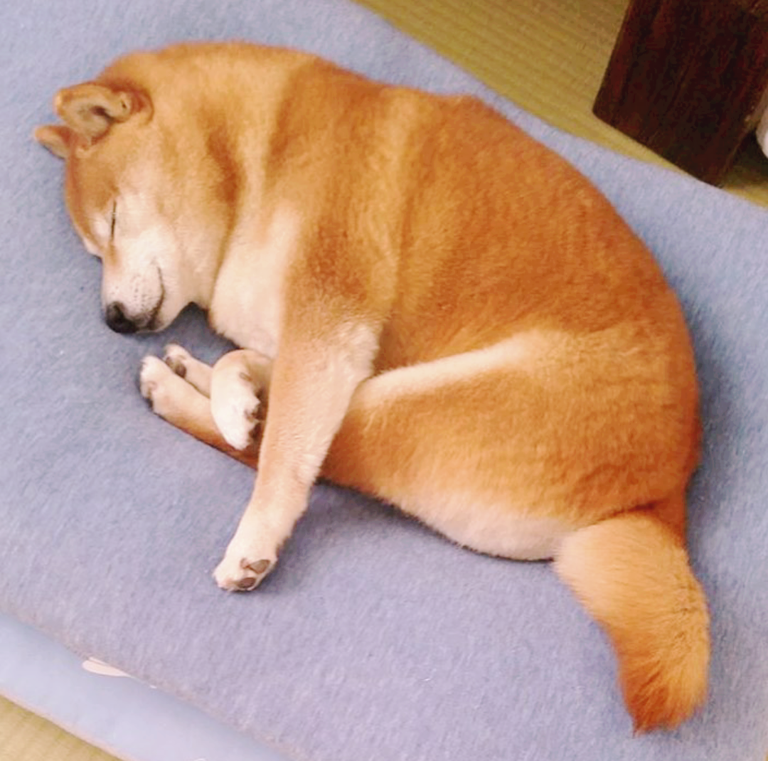 Бигль собака толстый