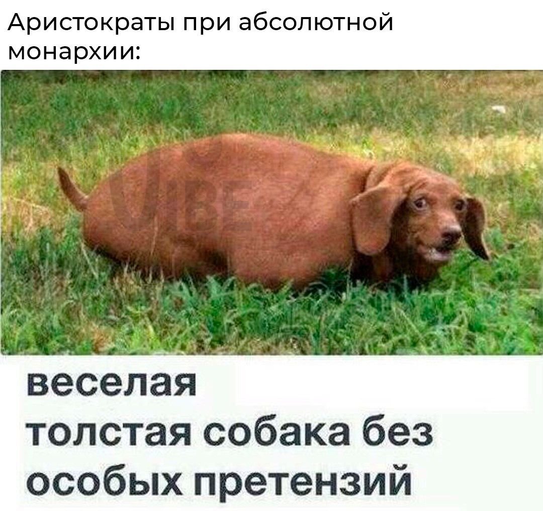 Толстая Акита ину