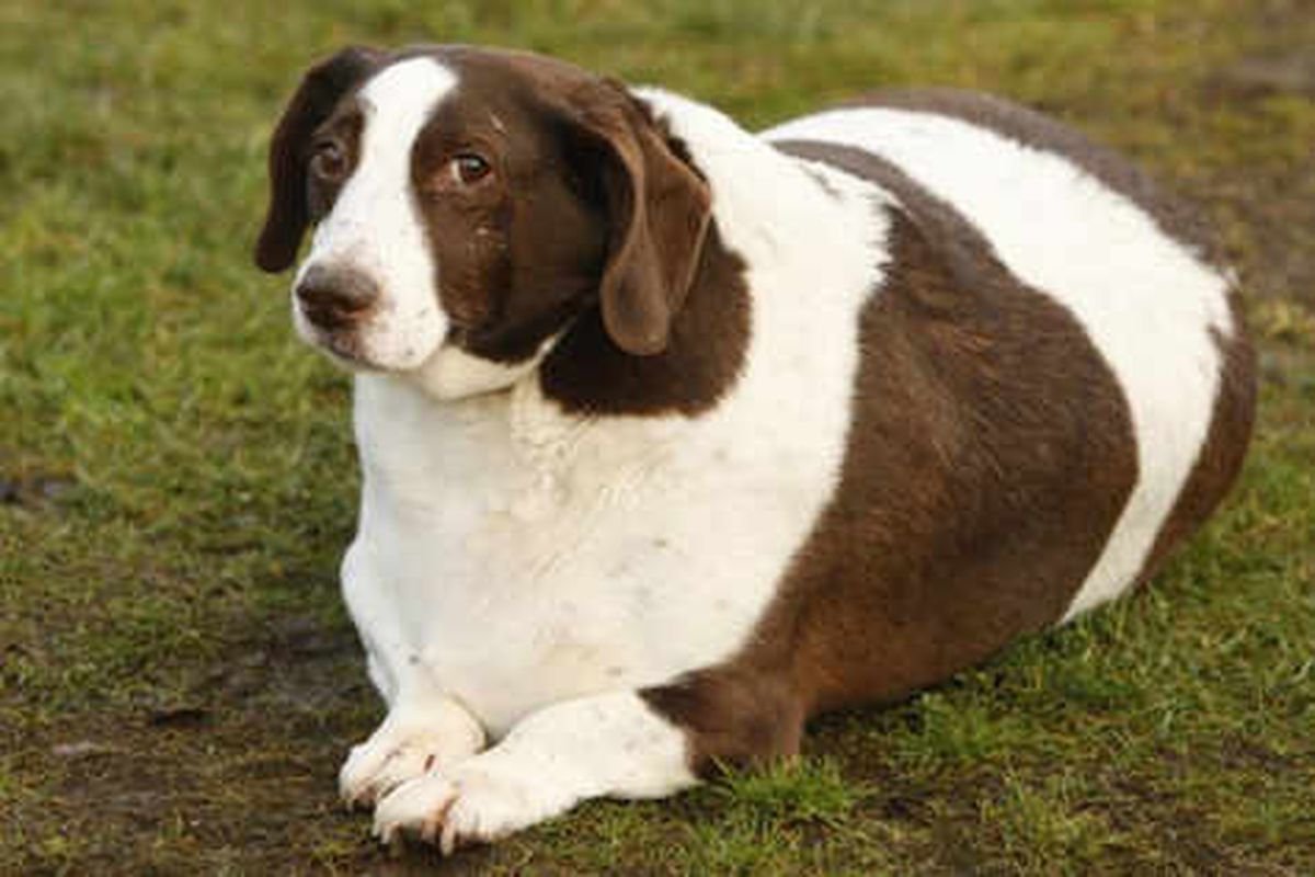 Толстый Мопс