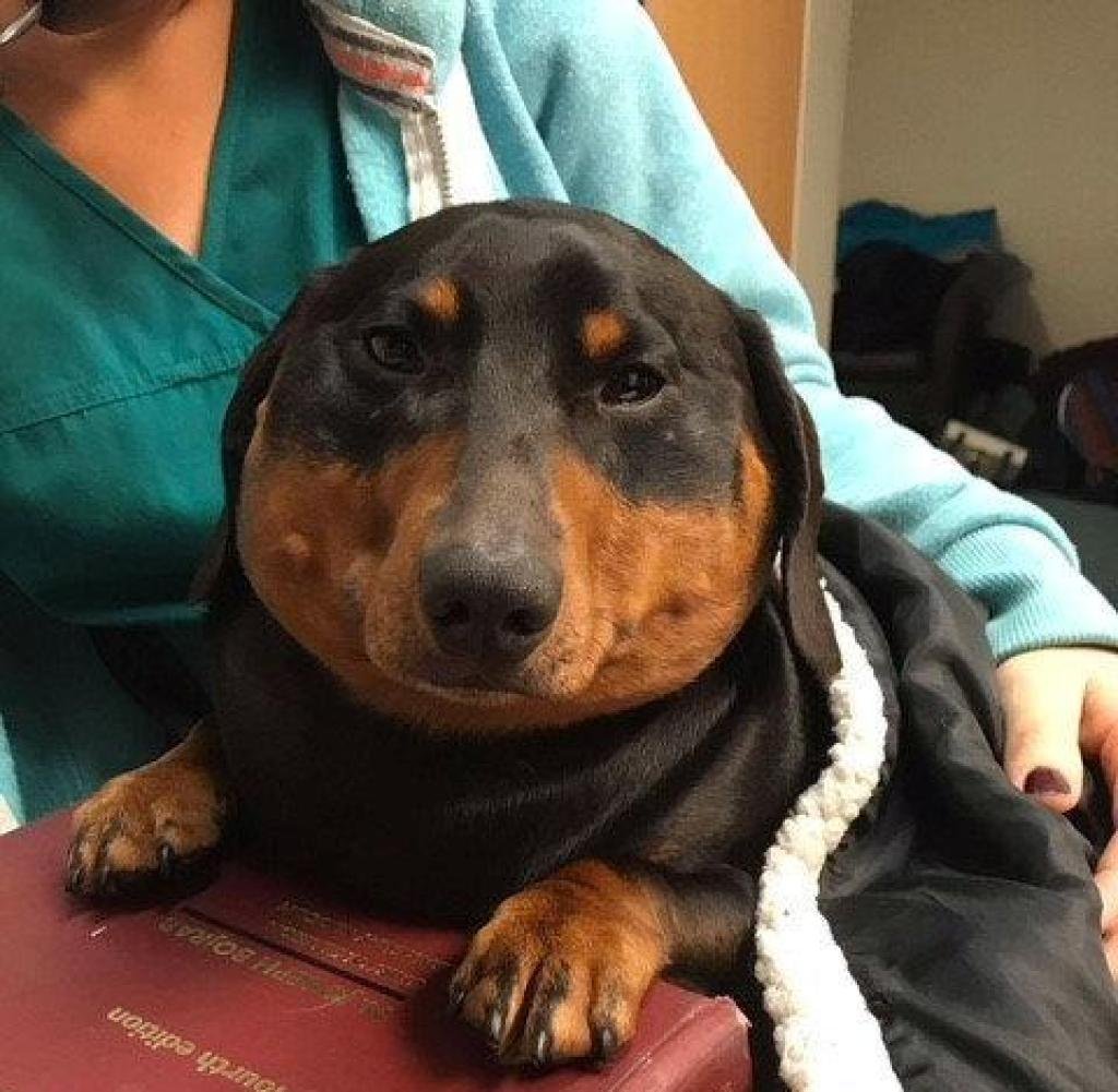 Толстый волк