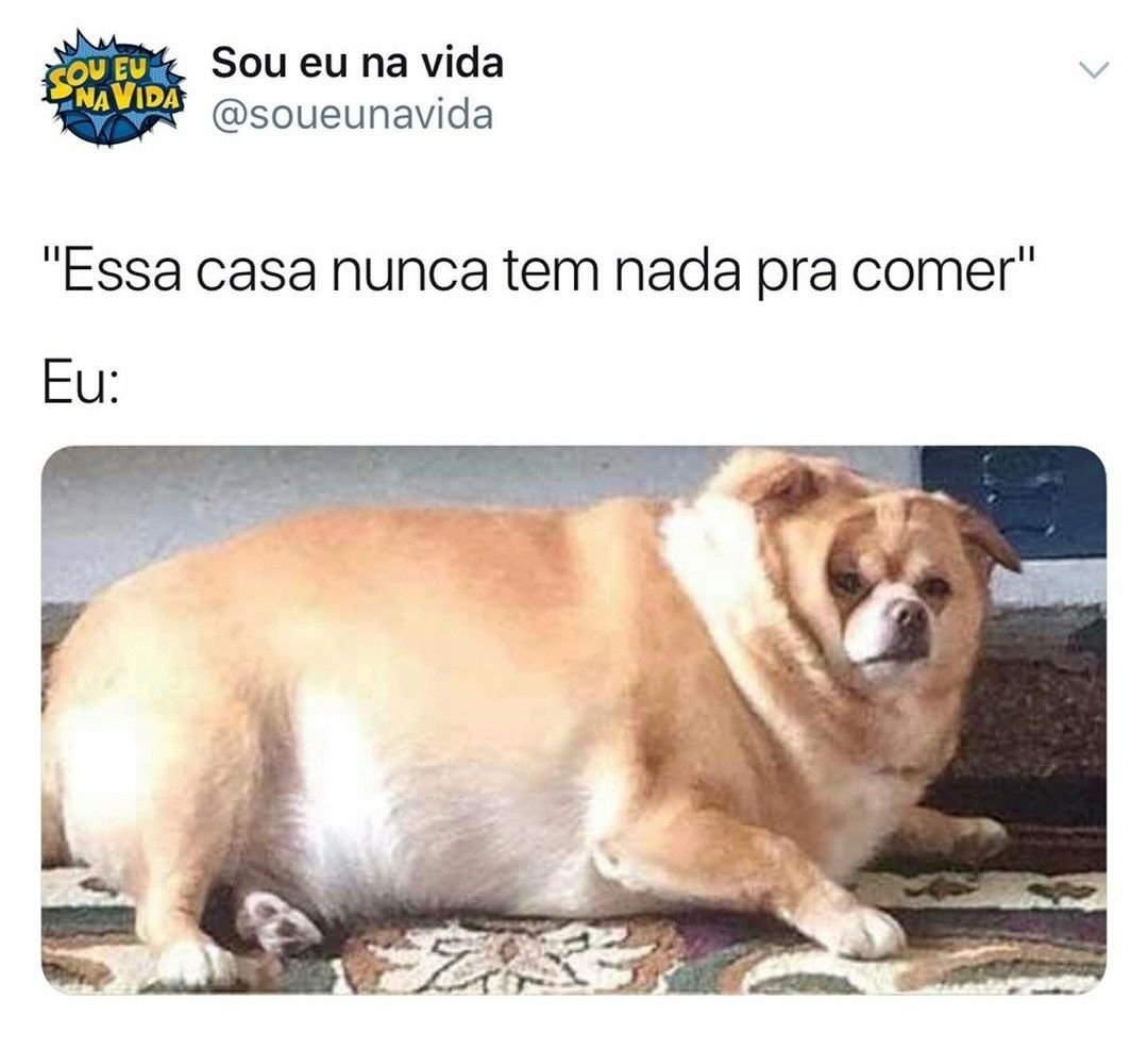 Жирная немецкая овчарка