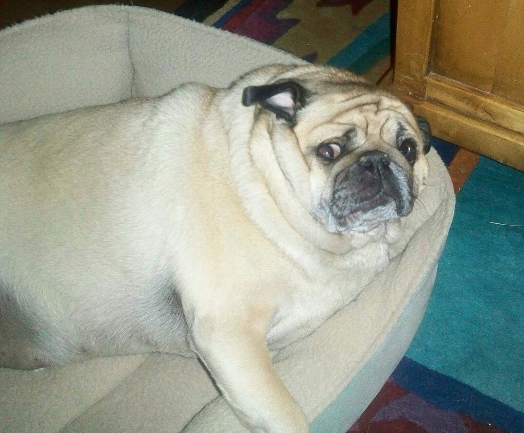 Бигль собака жирный